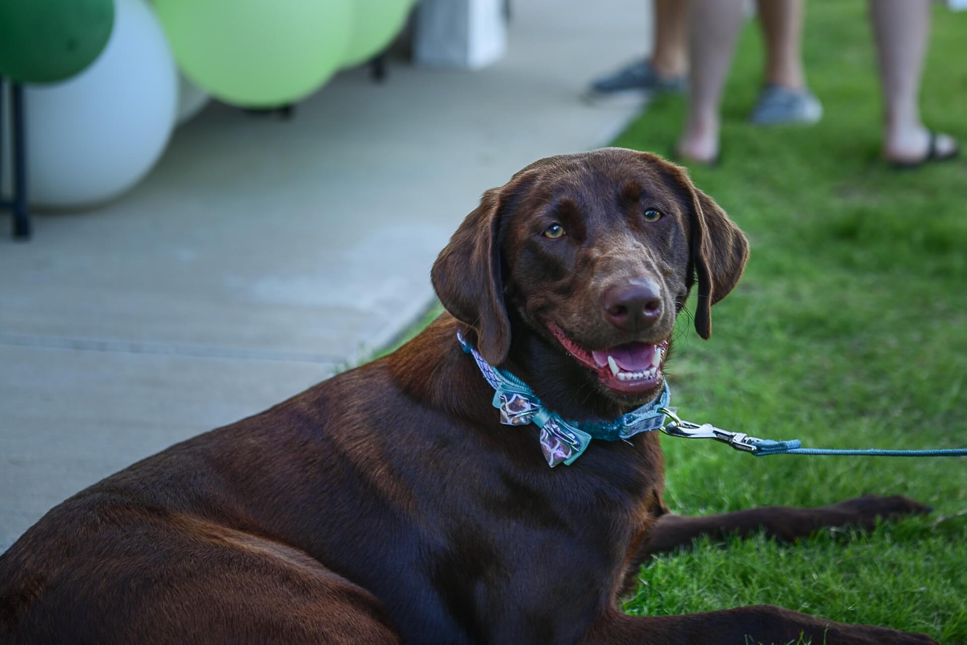 Prosper North Animal Medical Center - Prosper, TX 32