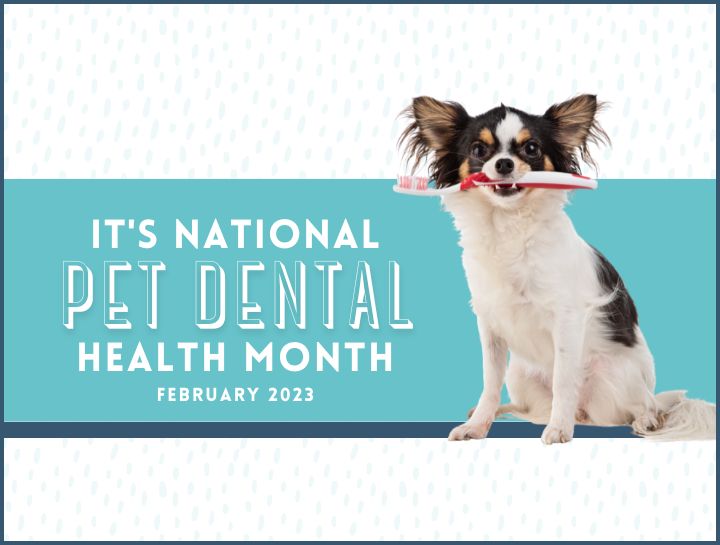 National Pet Dental Health Month