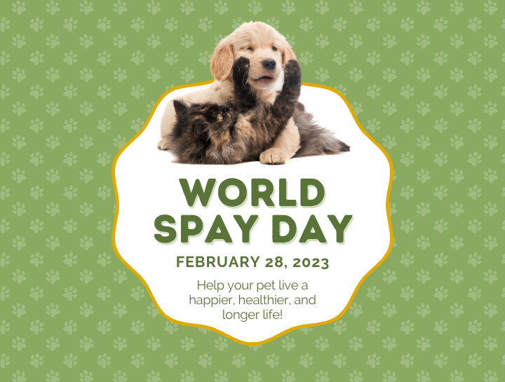 World Spay Day