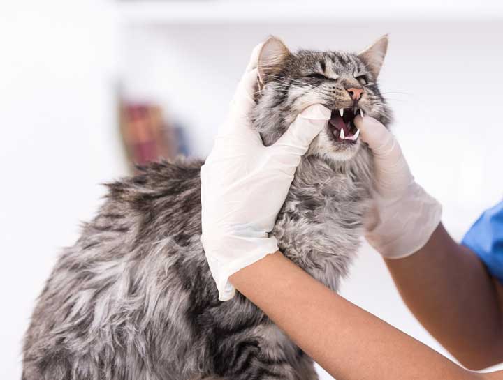 Pet Dental Care